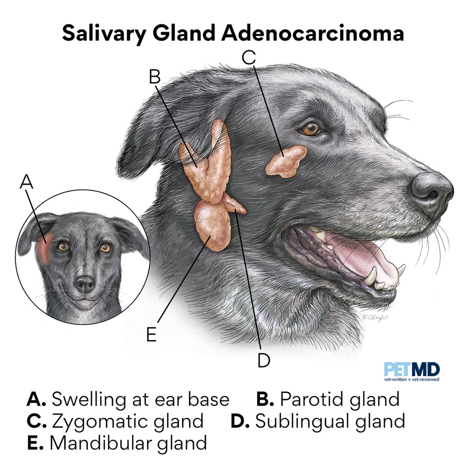 Salivary Gland Adenocarcinoma In Dogs Petmd